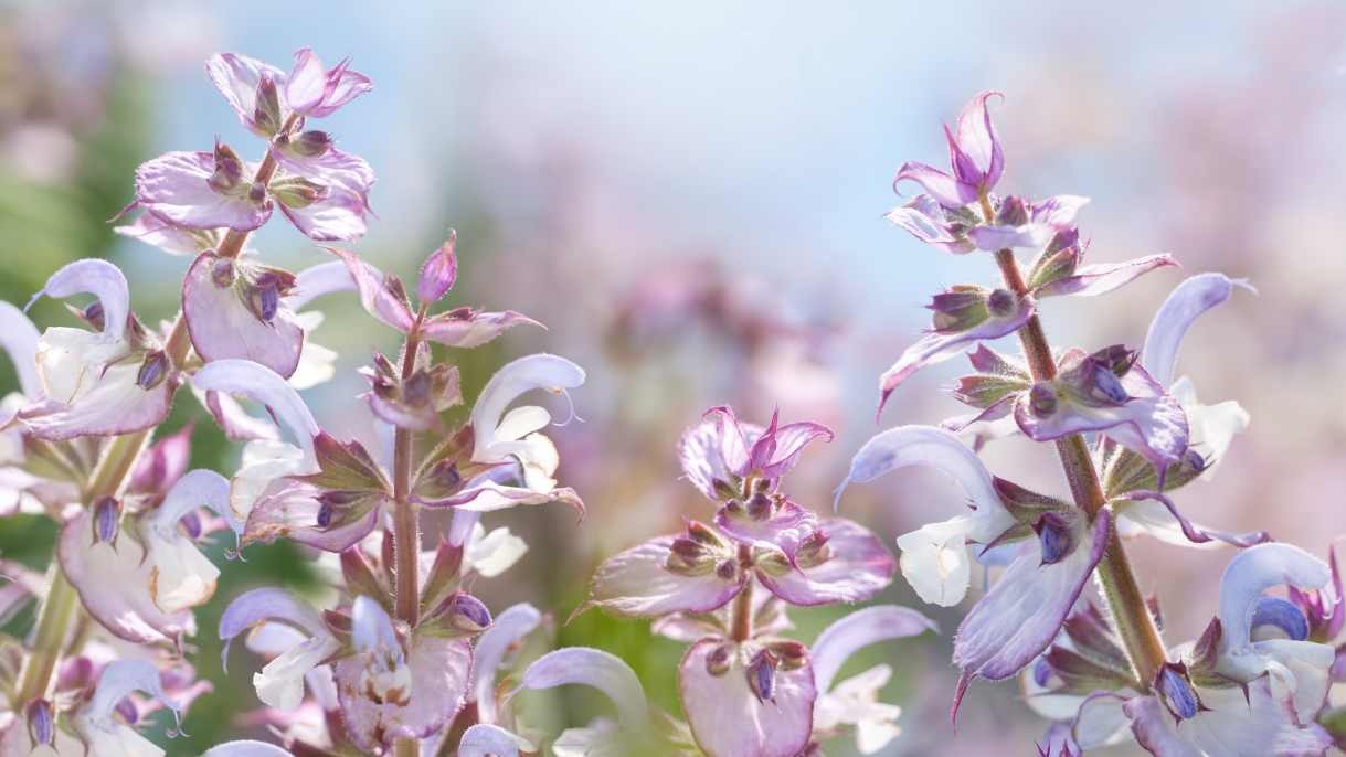 Aromapflege ganz intim